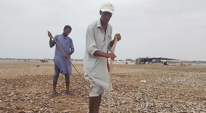 Beneath the harsh summer sun of Pasni, a centuries-old coastal tradition continues to survive, although its role has changed dramatically over the years. 