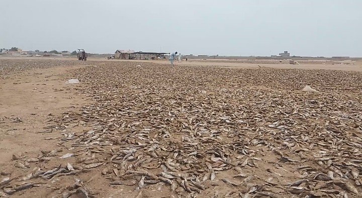 Beneath the harsh summer sun of Pasni, a centuries-old coastal tradition continues to survive, although its role has changed dramatically over the years. 