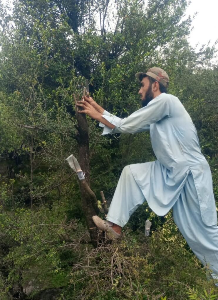 How Bajaur Is Turning Wild Olive Trees Into Opportunity